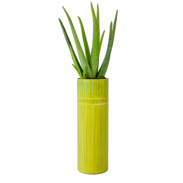 yellow_aloe_1_site