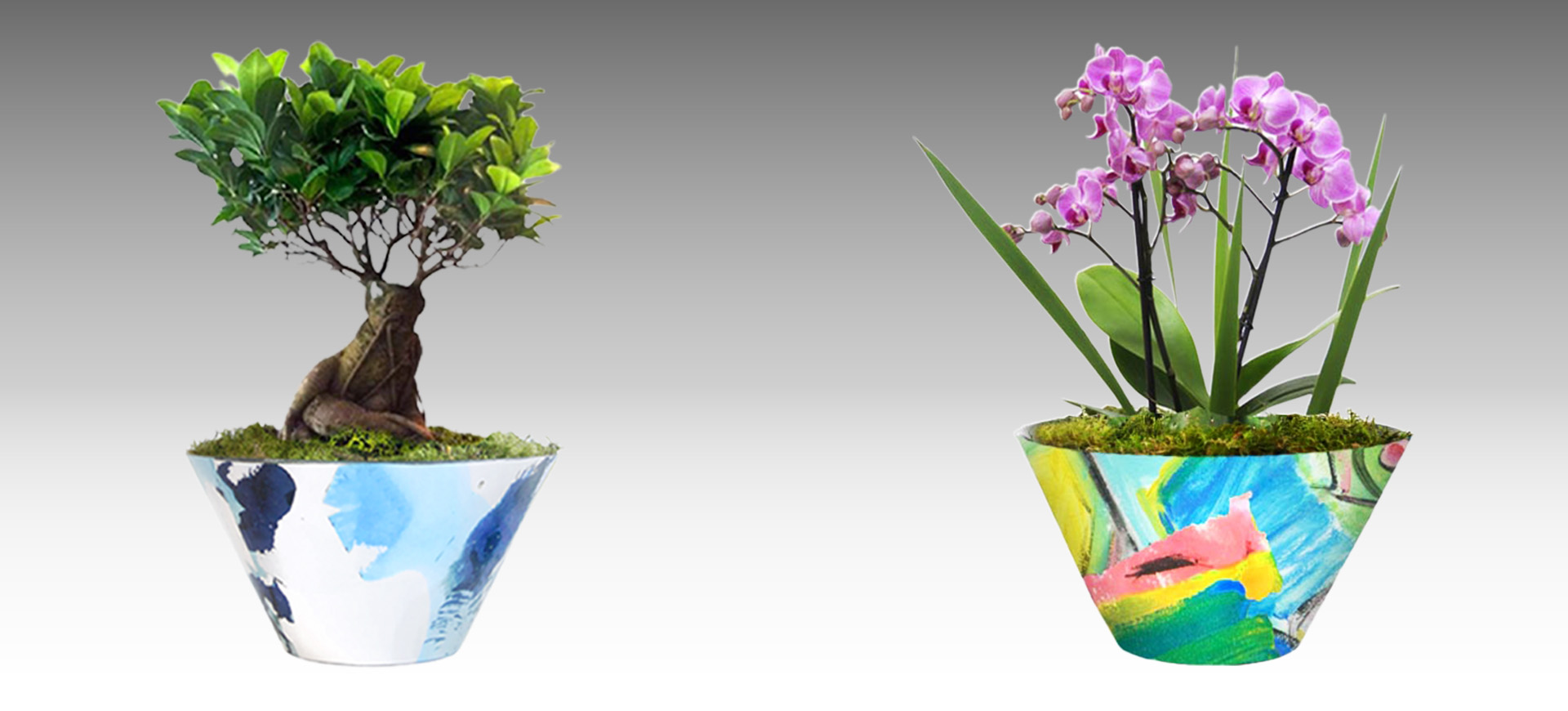 ORCHIDS & BONSAI