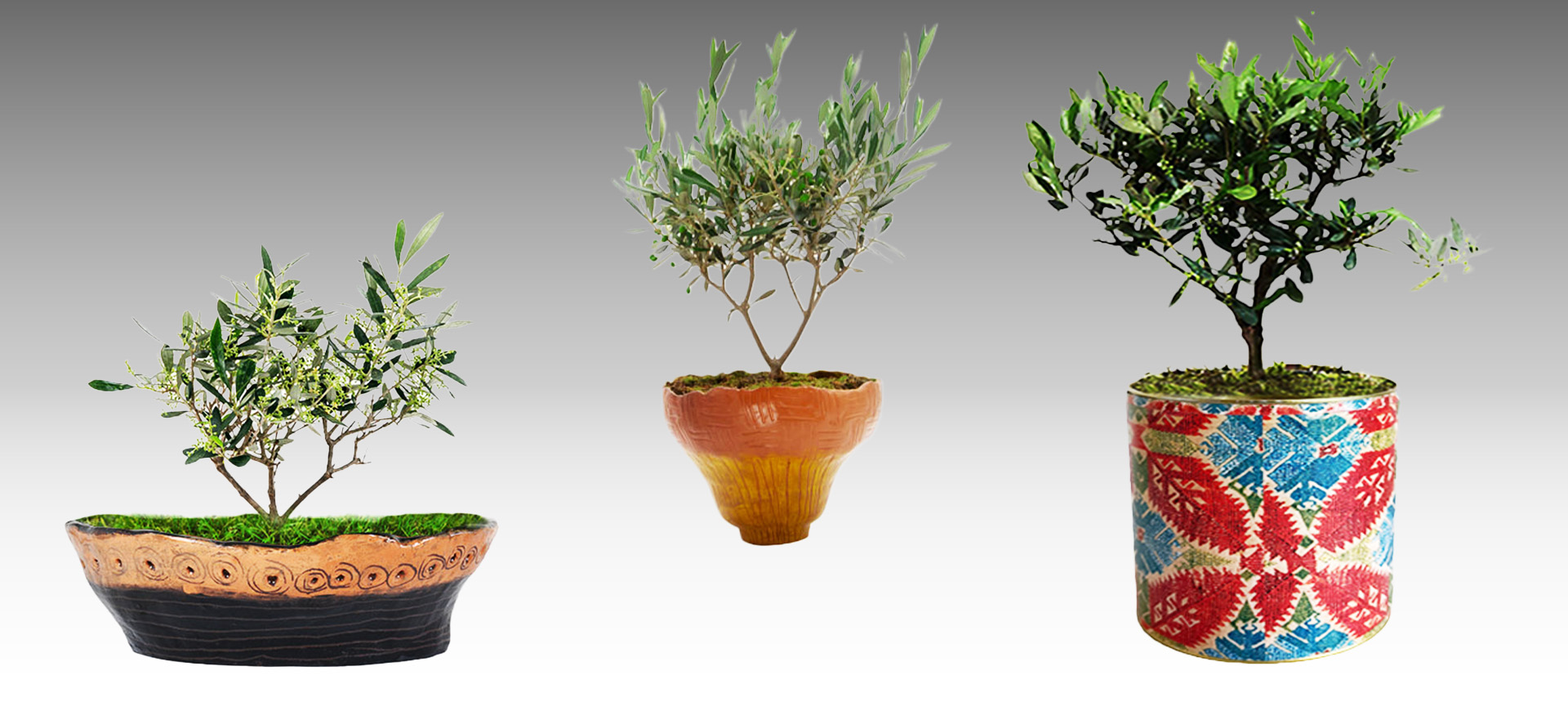 OLIVE TREES