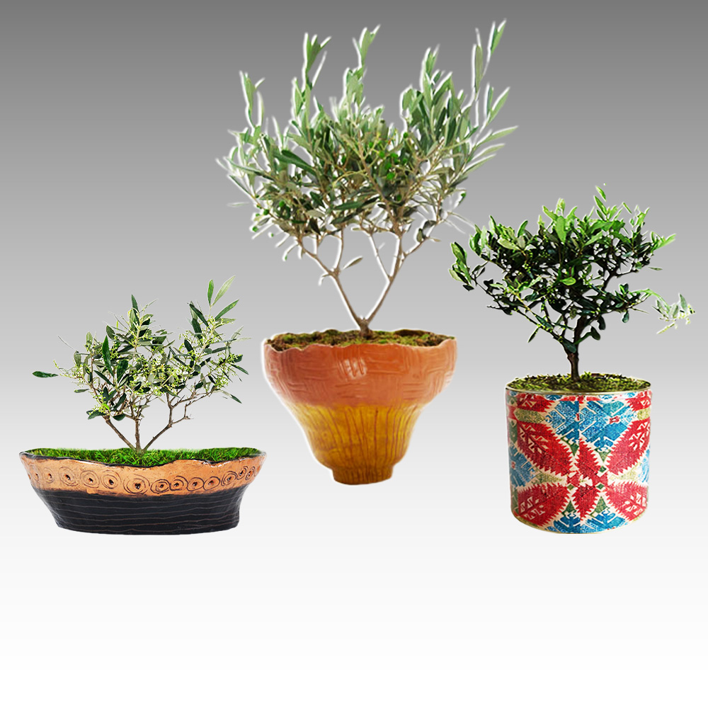 OLIVE TREES